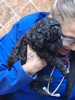 Coco, a female Poodle - Miniature  for sale in Montgomery, TX – 5 of 10