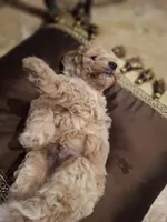 Odin, a male Poodle - Miniature  for sale in Montgomery, TX – 4 of 10