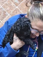 Coco, a female Poodle - Miniature  for sale in Montgomery, TX – 10 of 10