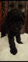 Thor, a male Poodle - Miniature  for sale in Montgomery, TX – 5 of 5
