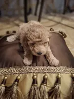 Odin, a male Poodle - Miniature  for sale in Montgomery, TX – 6 of 10