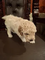 Fenrir, a male Poodle - Miniature  for sale in Montgomery, TX – 4 of 4
