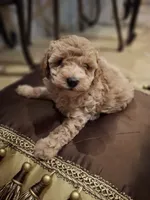 Odin, a male Poodle - Miniature  for sale in Montgomery, TX – 10 of 10