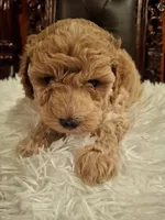 Odin, a male Poodle - Miniature  for sale in Montgomery, TX – 3 of 10