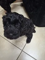Coco, a female Poodle - Miniature  for sale in Montgomery, TX – 9 of 10