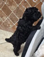 Coco, a female Poodle - Miniature  for sale in Montgomery, TX – 2 of 10
