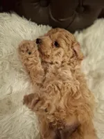 Odin, a male Poodle - Miniature  for sale in Montgomery, TX – 8 of 10