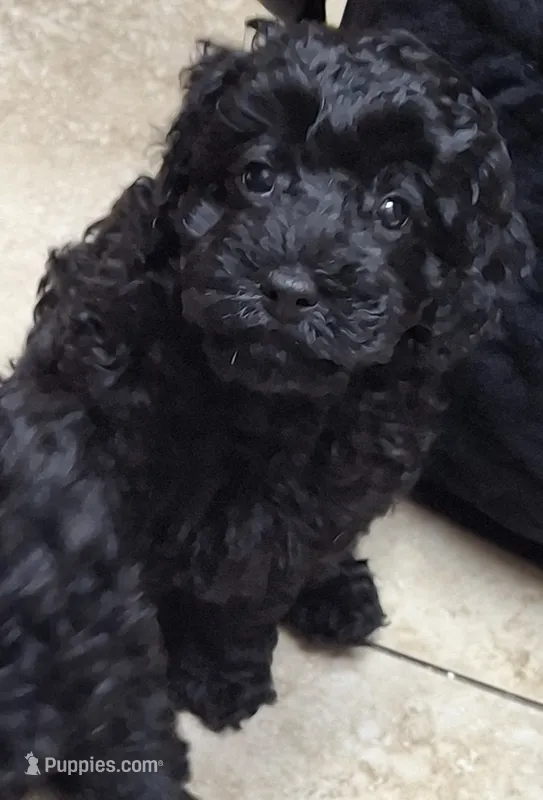Coco – Poodle - Miniature  puppy for sale in Montgomery, TX