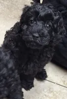 Coco, a female Poodle - Miniature  for sale in Montgomery, TX – 1 of 10