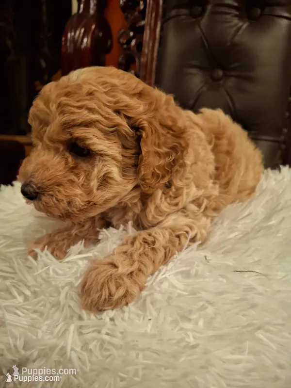 Odin – Poodle - Miniature  puppy for sale in Montgomery, TX