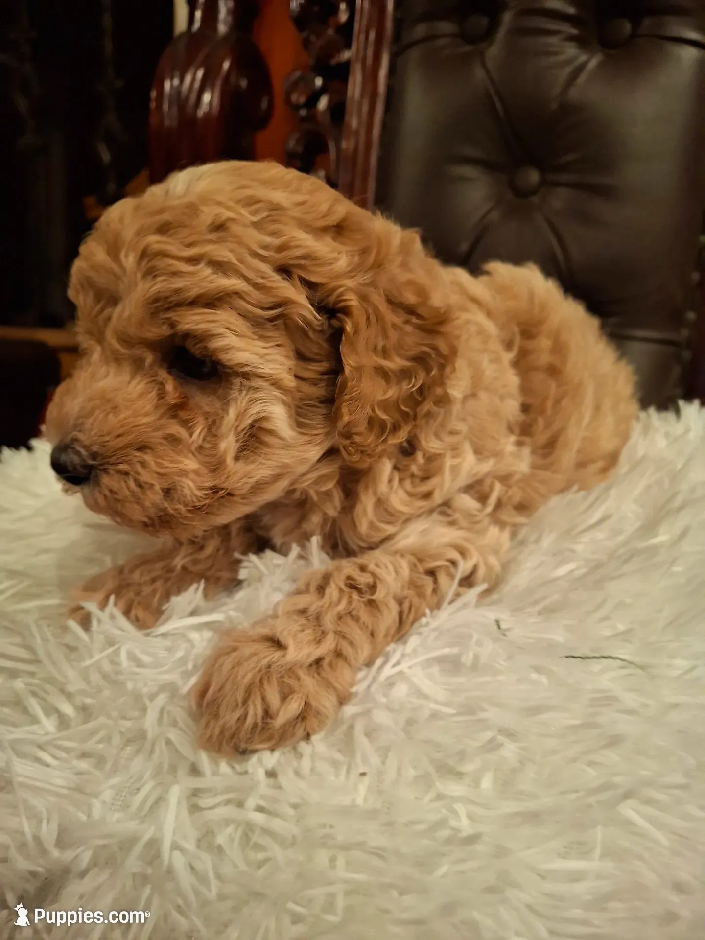 Odin, a male Poodle - Miniature  for sale in Montgomery, TX – 1 of 10