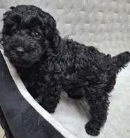 Coco, a female Poodle - Miniature  for sale in Montgomery, TX – 4 of 10