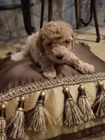 Odin, a male Poodle - Miniature  for sale in Montgomery, TX – 9 of 10