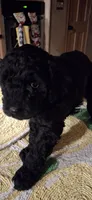 Thor, a male Poodle - Miniature  for sale in Montgomery, TX – 1 of 5