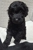 Coco, a female Poodle - Miniature  for sale in Montgomery, TX – 3 of 10