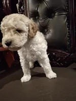 Fenrir, a male Poodle - Miniature  for sale in Montgomery, TX – 3 of 4