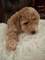 Odin, a male Poodle - Miniature  for sale in Montgomery, TX – 7 of 10