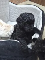 Coco, a female Poodle - Miniature  for sale in Montgomery, TX – 8 of 10