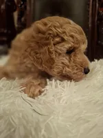 Odin, a male Poodle - Miniature  for sale in Montgomery, TX – 5 of 10