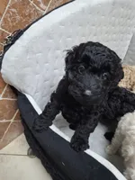 Coco, a female Poodle - Miniature  for sale in Montgomery, TX – 7 of 10