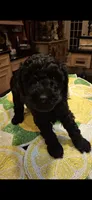 Thor, a male Poodle - Miniature  for sale in Montgomery, TX – 2 of 5