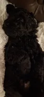 Thor, a male Poodle - Miniature  for sale in Montgomery, TX – 3 of 5