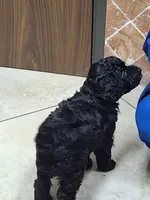 Coco, a female Poodle - Miniature  for sale in Montgomery, TX – 6 of 10