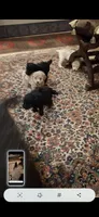 Oso , a male Poodle - Miniature  for sale in Montgomery, TX – 6 of 7