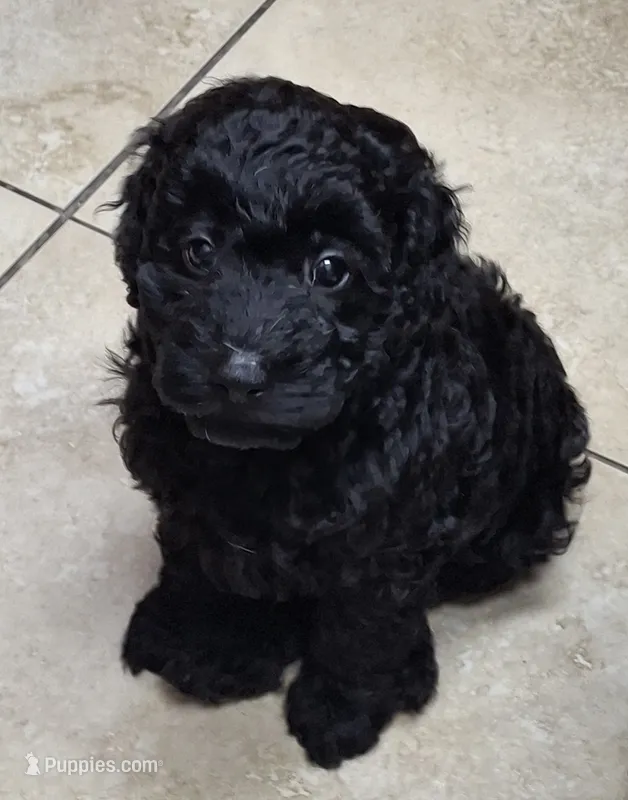 Oso  – Poodle - Miniature  puppy for sale in Montgomery, TX