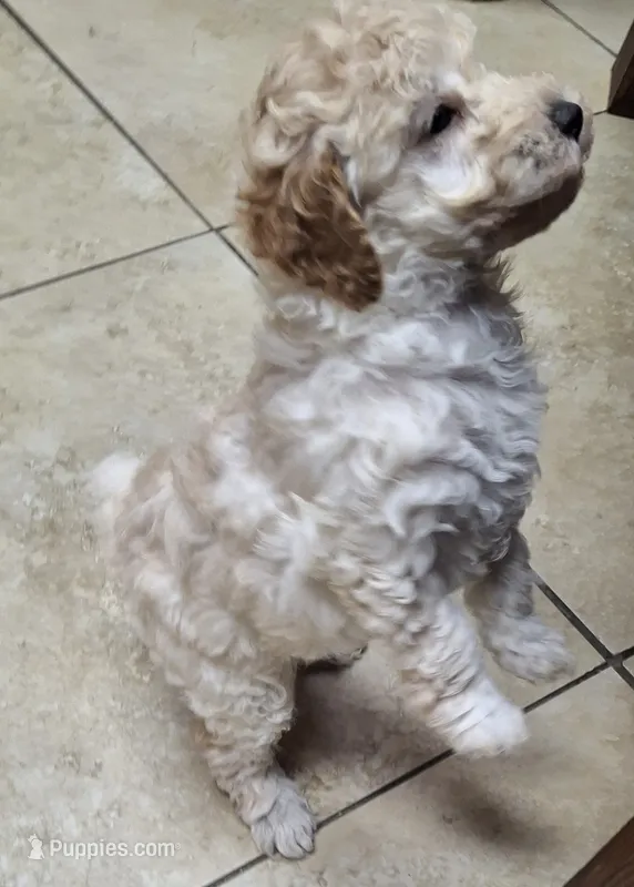 Fenrir – Poodle - Miniature  puppy for sale in Montgomery, TX