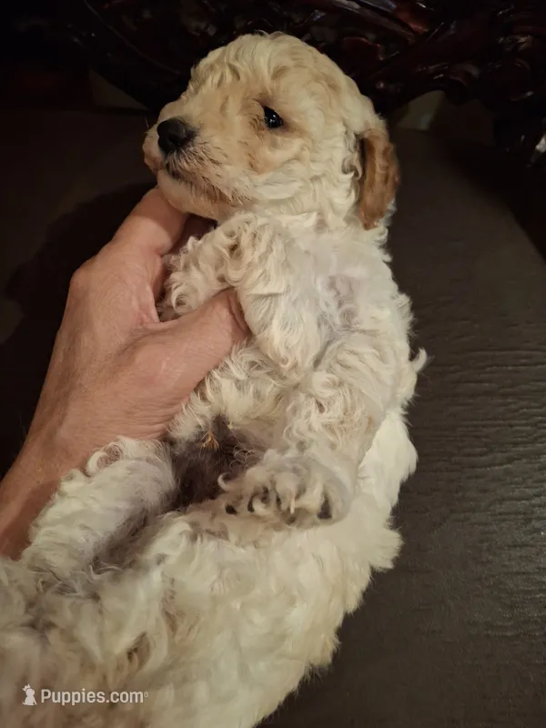 Fenrir – Poodle - Miniature  puppy for sale in Montgomery, TX
