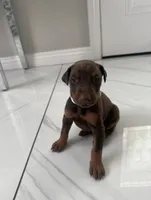 N/A, a female Doberman Pinscher for sale in Whittier, CA – 2 of 3