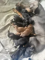 N/A, a female Doberman Pinscher for sale in Los Angeles, CA – Photo 3 of 3