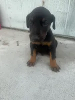 N/A, a female Doberman Pinscher for sale in Los Angeles, CA – Photo 5 of 10