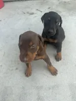 N/A, a female Doberman Pinscher for sale in Los Angeles, CA – Photo 3 of 10