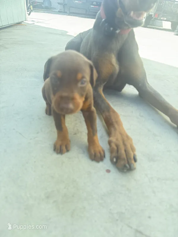 N/A, a female Doberman Pinscher for sale in Los Angeles, CA – Photo 1 of 10