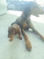 N/A, a female Doberman Pinscher for sale in Los Angeles, CA – Photo 2 of 10