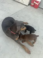 N/A, a female Doberman Pinscher for sale in Los Angeles, CA – Photo 6 of 10