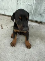 N/A, a female Doberman Pinscher for sale in Los Angeles, CA – Photo 8 of 10