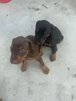 N/A, a female Doberman Pinscher for sale in Los Angeles, CA – Photo 10 of 10