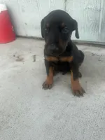 N/A, a female Doberman Pinscher for sale in Los Angeles, CA – Photo 9 of 10