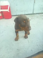 N/A, a female Doberman Pinscher for sale in Los Angeles, CA – Photo 7 of 10