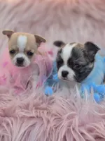 Ellie, a female Chihuahua for sale in Brooksville, FL – 8 of 9