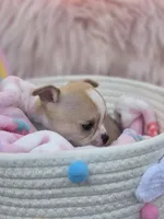 Ellie, a female Chihuahua for sale in Brooksville, FL – 6 of 9