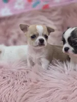 Ellie, a female Chihuahua for sale in Brooksville, FL – 3 of 9
