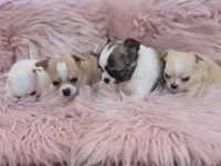 Ellie, a female Chihuahua for sale in Brooksville, FL – 5 of 9