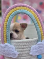 Ellie, a female Chihuahua for sale in Brooksville, FL – 7 of 9