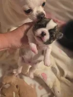 Tyson, a male Chihuahua for sale in Brooksville, FL – 6 of 8