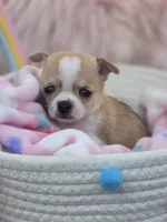 Ellie, a female Chihuahua for sale in Brooksville, FL – 9 of 9