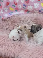 Ellie, a female Chihuahua for sale in Brooksville, FL – 4 of 9